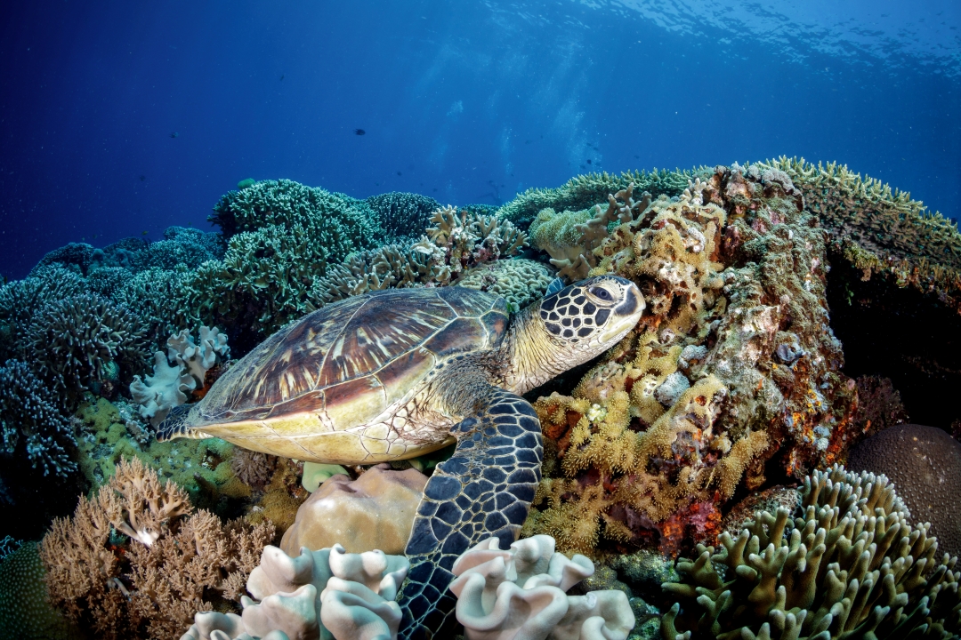 Sea turtle